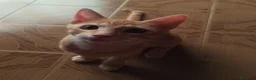 Meticcio gatti in regalo: 3 mesi, abituato in casa, DOLCISSIMO  - Annuncio 6