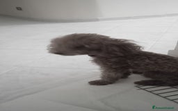 Barboncino Toy cani in vendita: Vendo Barboncino mini toy - Immagine 2