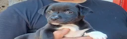 Meticcio cani in regalo: IL DOLCE ABRAMO CERCA LA SUA CASA PER LA VITA - Annuncio 4