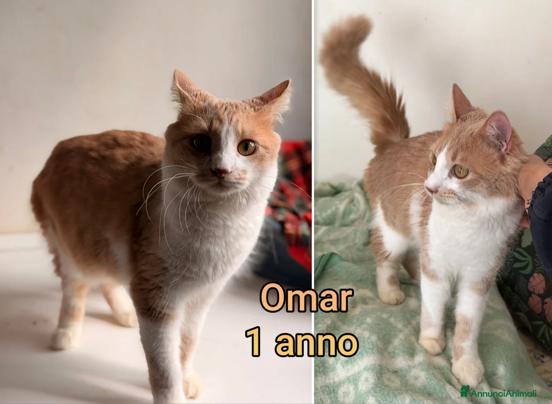 Altre razze gatti in regalo: GATTINI ADORABILI IN CERCA DI FAMIGLIA  - Annuncio 9