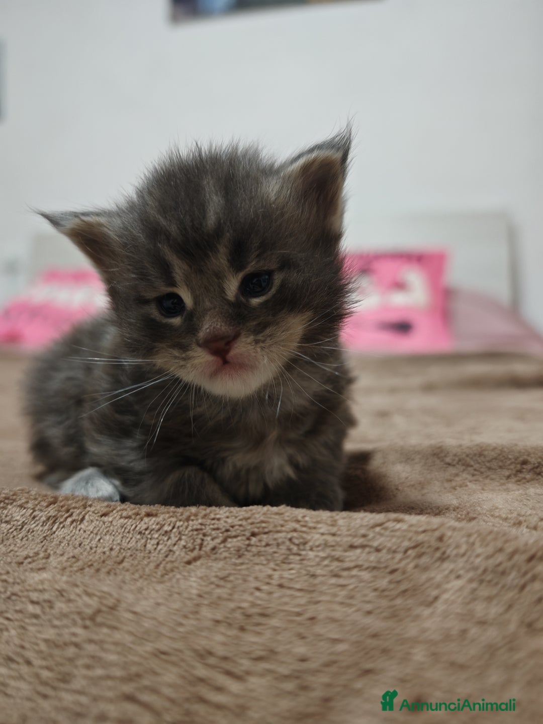 Maine Coon gatti in vendita: Maine coon  - Annuncio 2