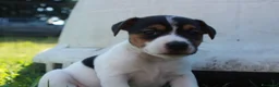 Jack Russell cani in vendita: Jack Russell terrier femmine pedigree - Annuncio 3