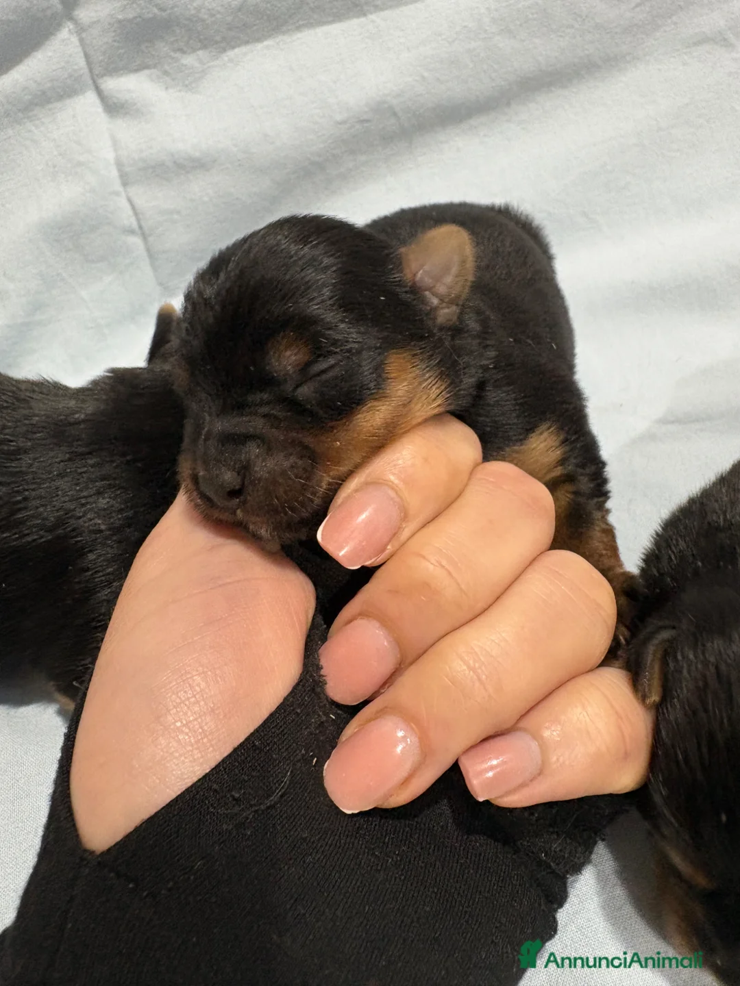 Yorkshire cani in vendita: YORKSHIRE - Annuncio 2