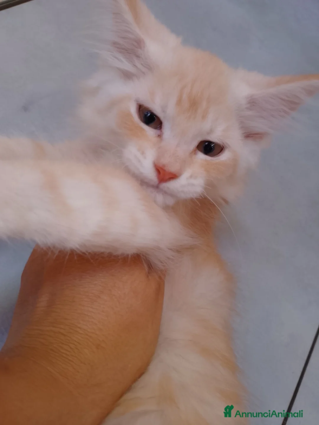 Maine Coon gatti in vendita: Maine coon con pedigree anche libero  - Annuncio 10