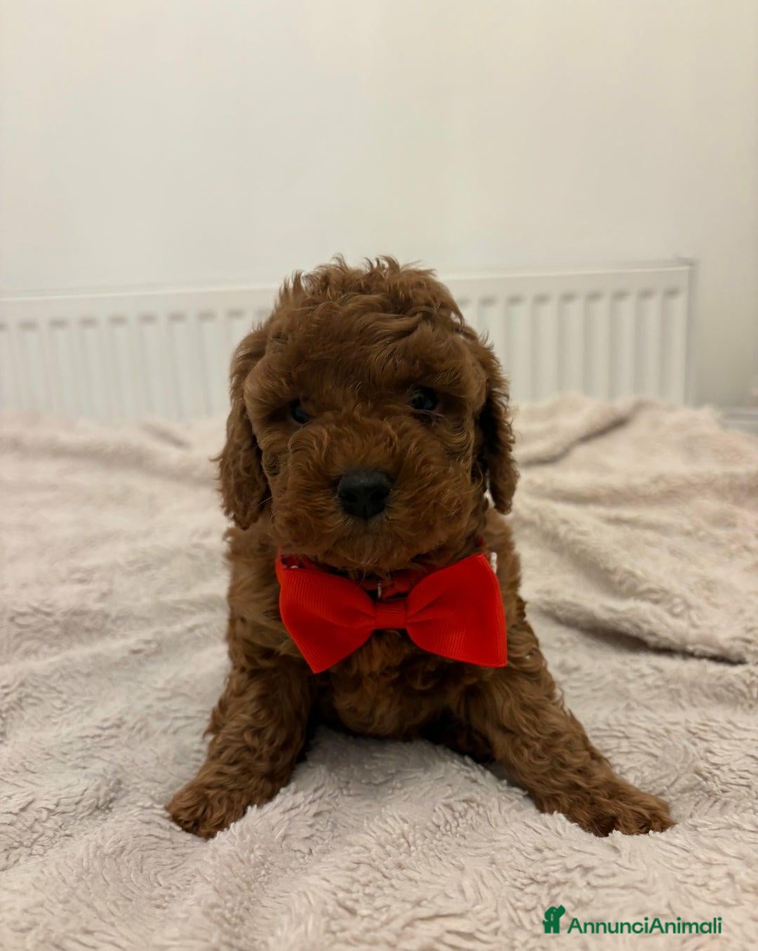 Cockapoo cani in vendita: Cuccioli di Cockapoo F2b disponibili - Annuncio 18