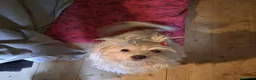 Maltese cani in vendita: Maltesini - Annuncio 3