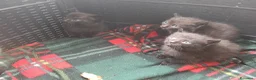 Meticcio gatti in regalo: In cerca di casa urgente  - Annuncio 2