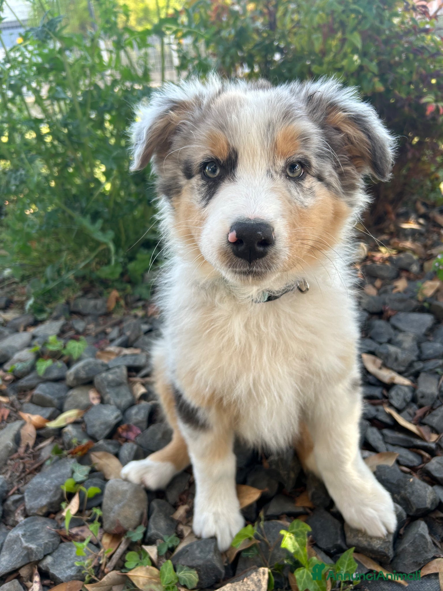 Australian Shepherd cani Pastore australiano blue merle - Annuncio 1