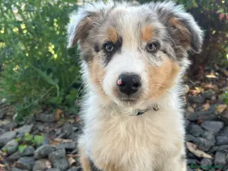 Australian Shepherd cani Pastore australiano blue merle - Annuncio 1