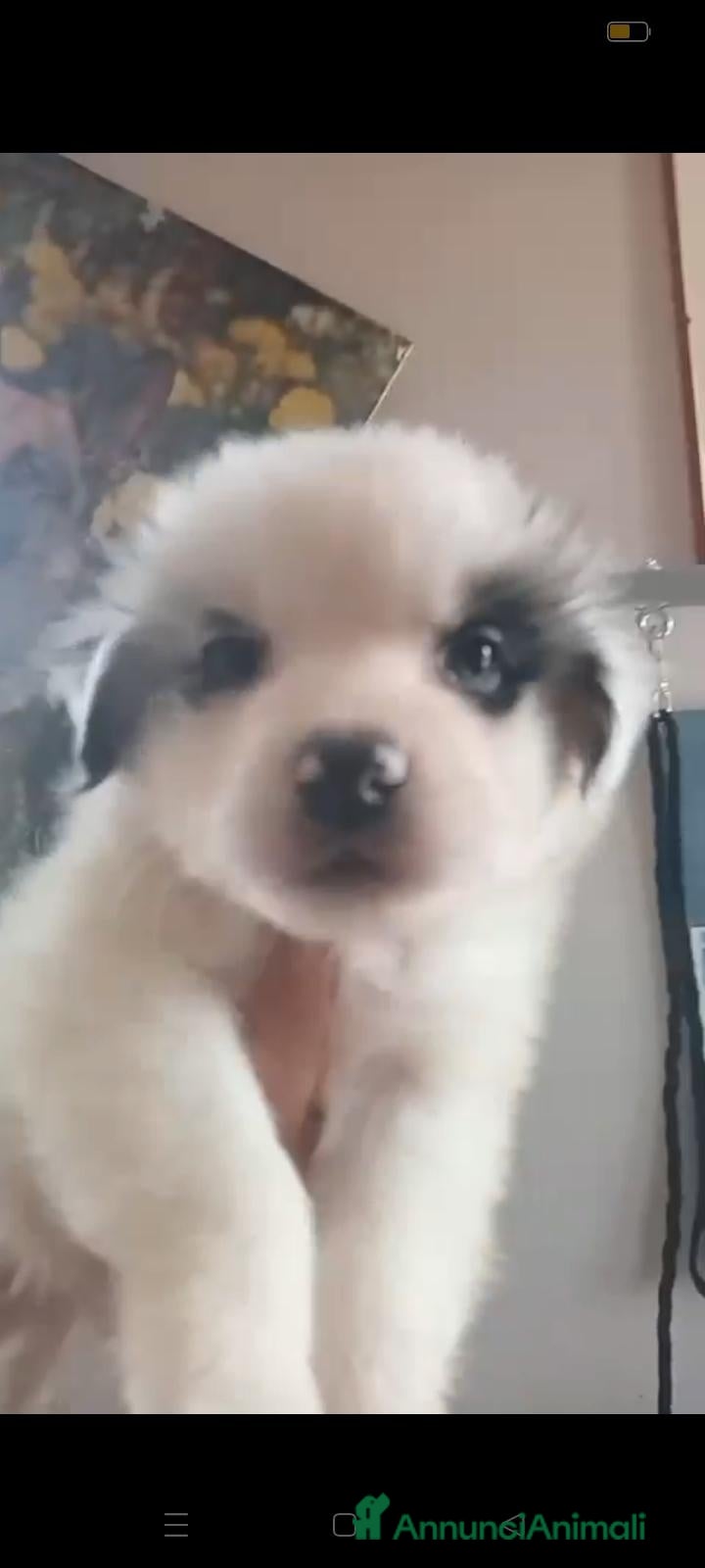 Australian Shepherd cani 3 Cuccioli di pastore australiano - Annuncio 2