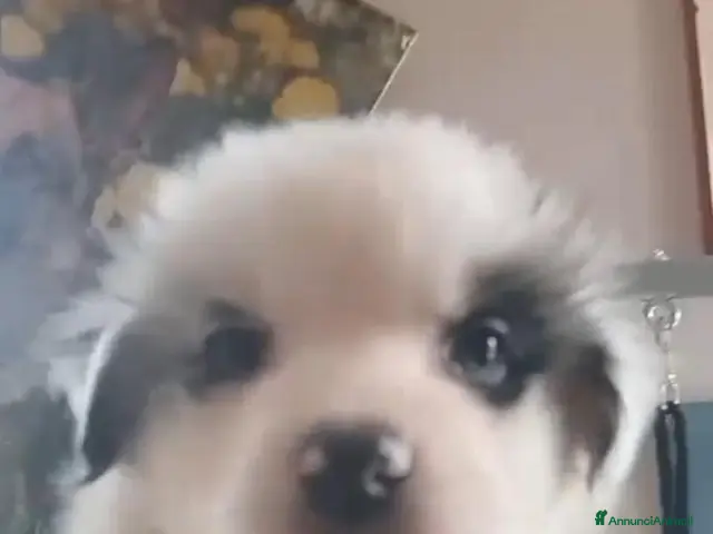 Australian Shepherd cani 3 Cuccioli di pastore australiano - Annuncio 2