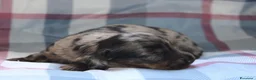 Bassotto cani in vendita: Cuccioli di bassotto - Annuncio 8
