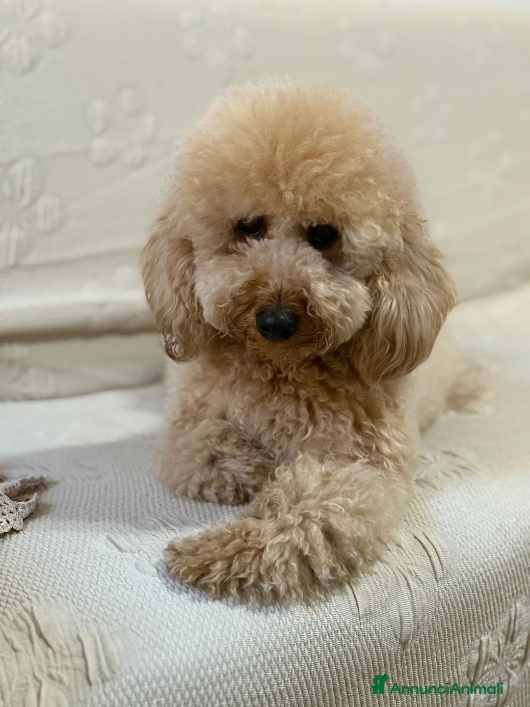 Barboncino cani in vendita: Cuccioli di Barboncino Cioccolatini/red  a Provincia di Barletta-Andria-Trani - Annuncio 2