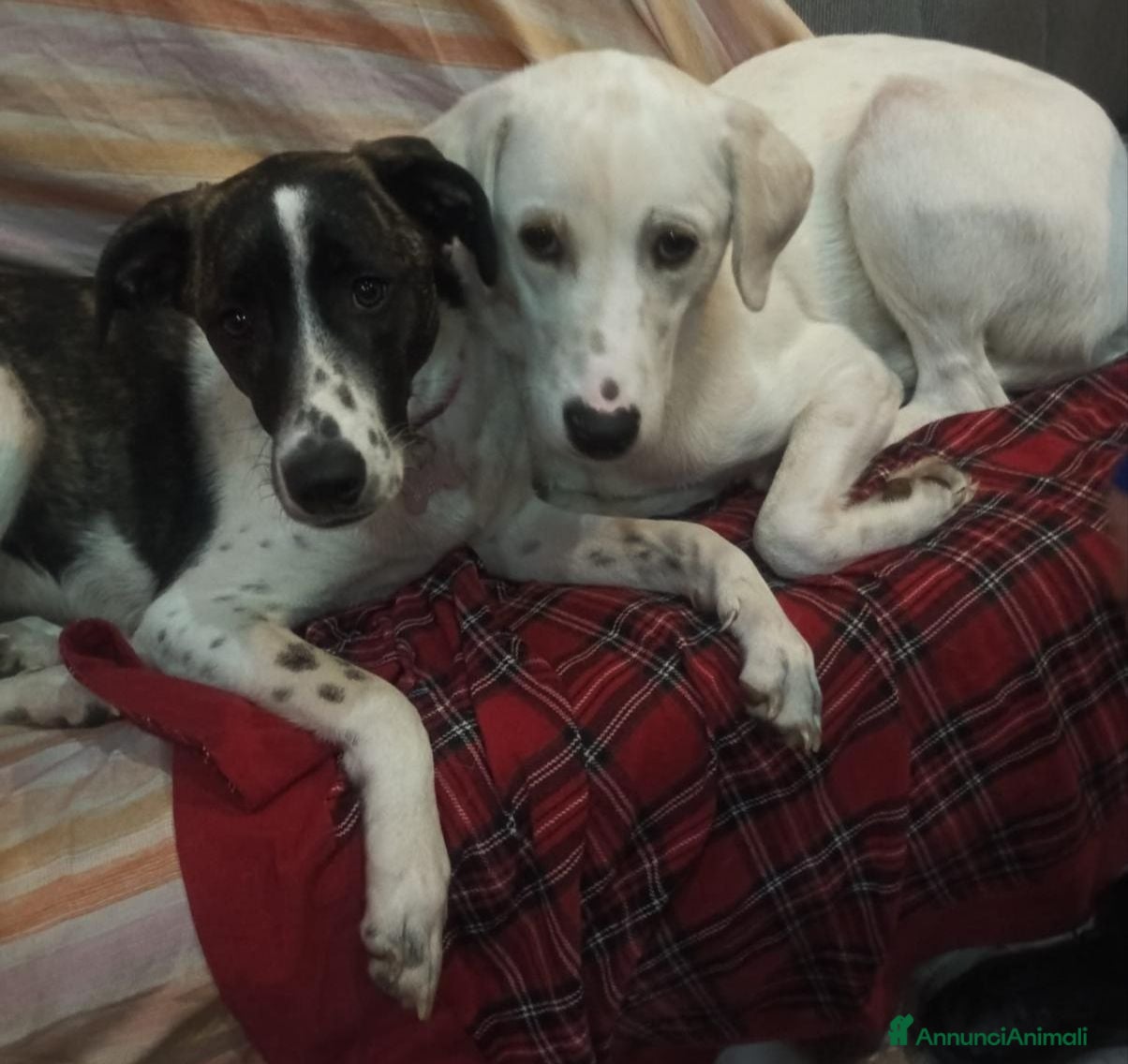 Meticcio cani Kinder e Kira: giovani adozione di coppia  - Annuncio 11