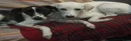 Meticcio cani in regalo: Kinder e Kira: giovani adozione di coppia  - Annuncio 1