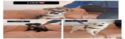 Altre razze cani in regalo: laila lisa lella - Annuncio 1