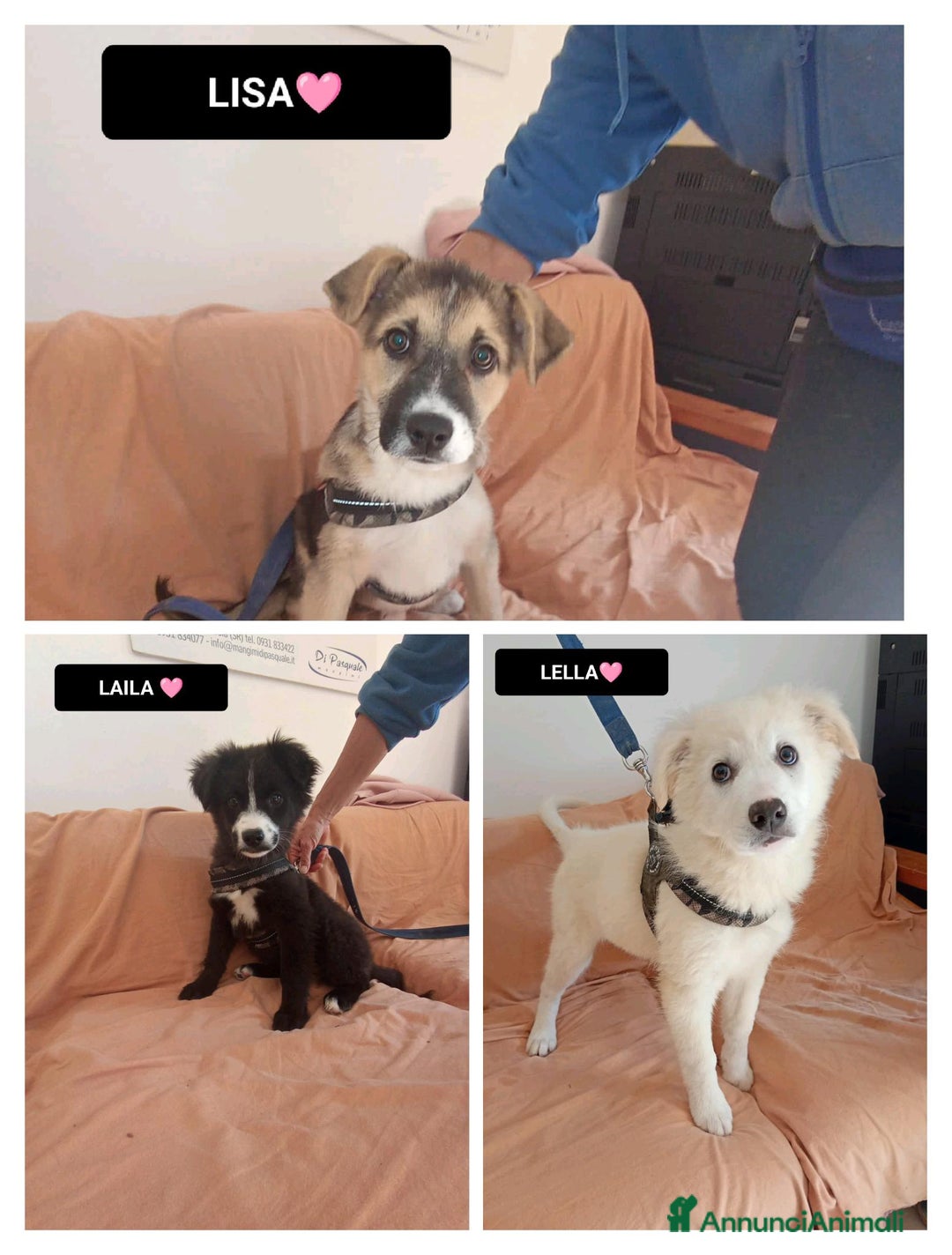 Altre razze cani in regalo: laila lisa lella - Annuncio 1