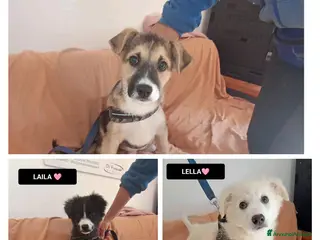 Altre razze cani laila lisa lella - Annuncio 41