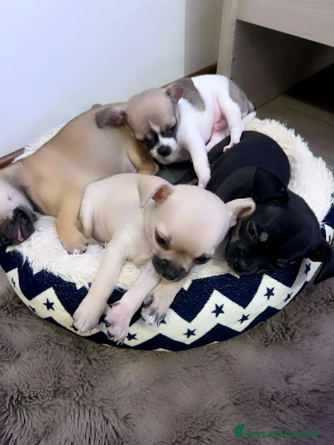 Chihuahua cani in vendita: Mini chihuahua  - Annuncio 5