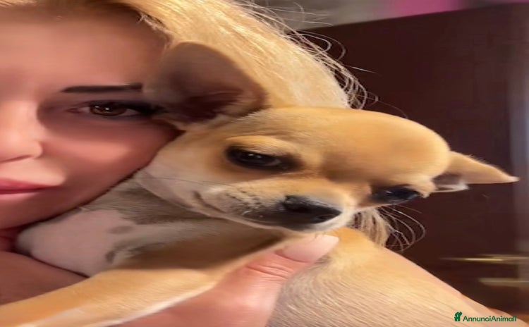 Chihuahua cani a Città metropolitana di Roma Capitale - Annuncio 16