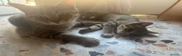 Altre razze gatti in regalo: Un gatto nero a Provincia di Brescia - Annuncio 2