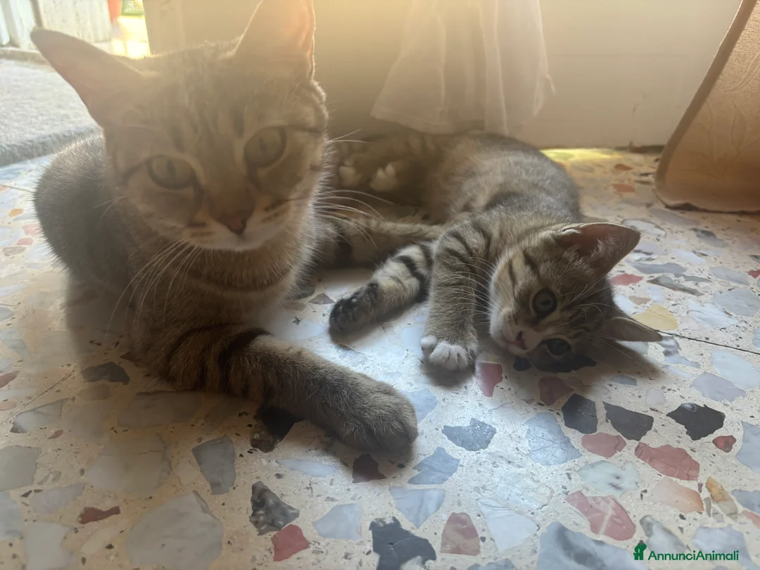 Altre razze gatti in regalo: Un gatto nero a Provincia di Brescia - Annuncio 2