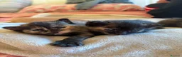 Meticcio gatti in regalo: GATTINE IN ADOZIONE a Provincia di Gorizia - Annuncio 1