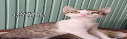 Meticcio gatti in regalo: ADOTTA UN GATTINO! a Provincia di Reggio Emilia - Annuncio 7