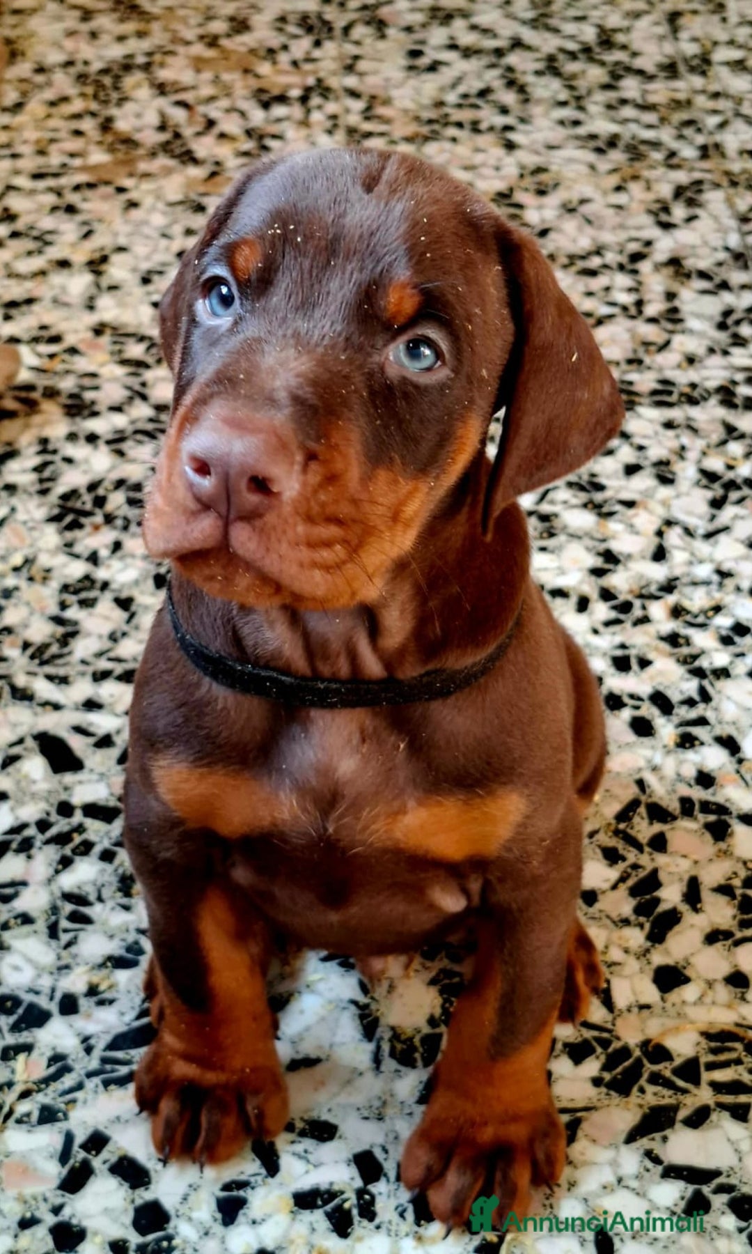 Dobermann cani in vendita: Cuccioli Dobermann  - Annuncio 6