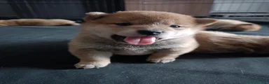 Shiba Inu 6