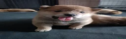 Shiba Inu cani in vendita: Vendensi cuccioli di Shiba Inu - Annuncio 11