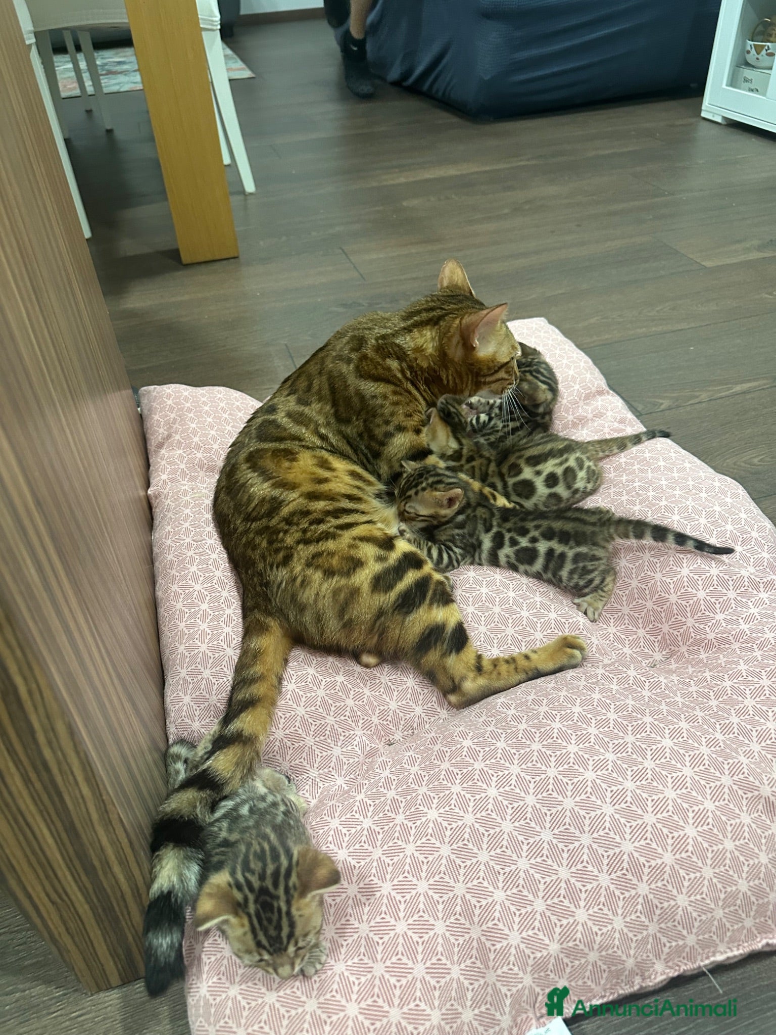 Bengala gatti Ultima femmina bengala  - Annuncio 2
