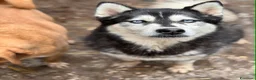 Husky cani in regalo: ECHO, HUSKY bella da togliere il fiato! - Annuncio 6