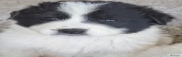 Pastore Abbruzzese Maremmano cani in vendita: Cuccioli di pastore maremmano - Annuncio 13
