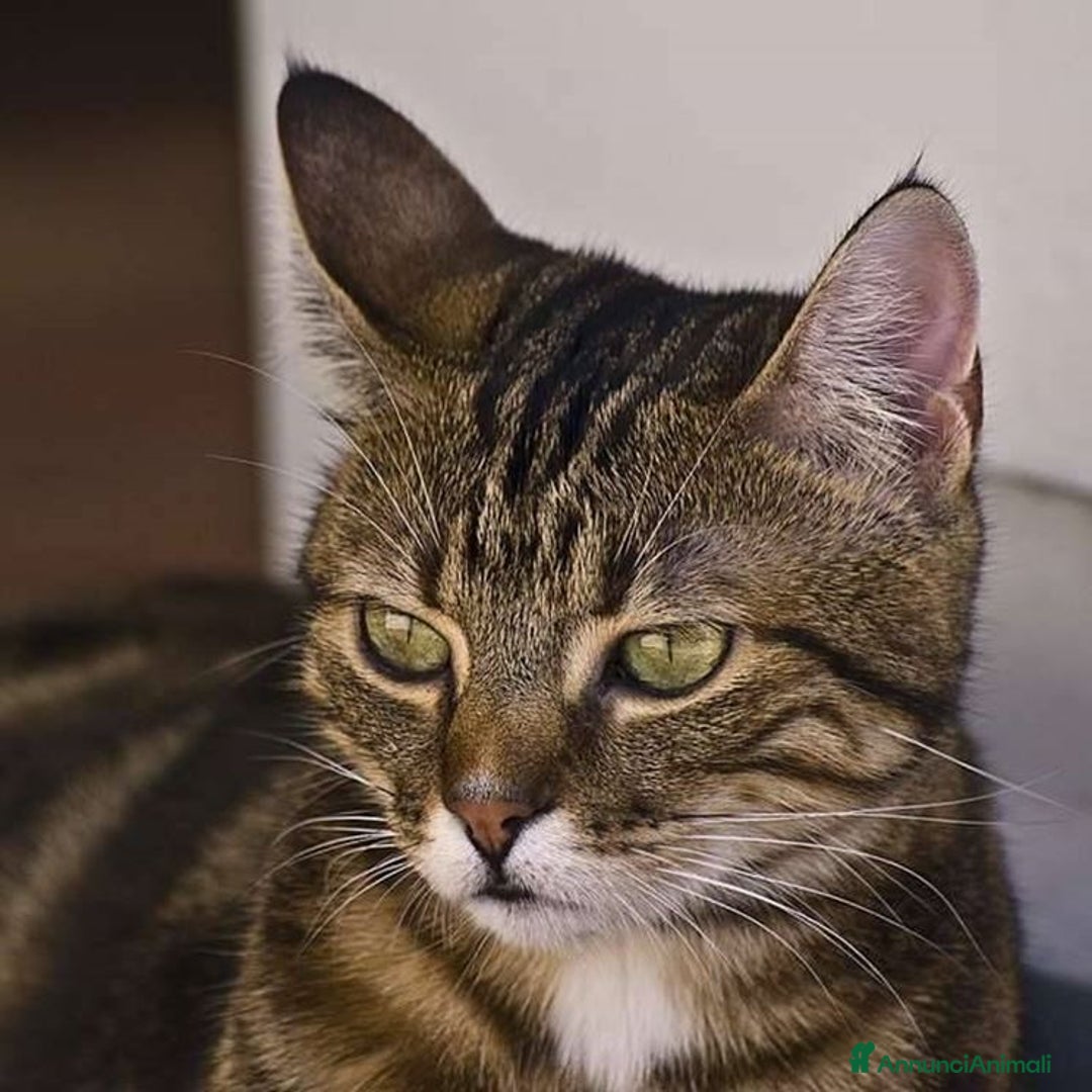 Europeo gatti in regalo: Gattino maschio 3 mesi - Annuncio 10