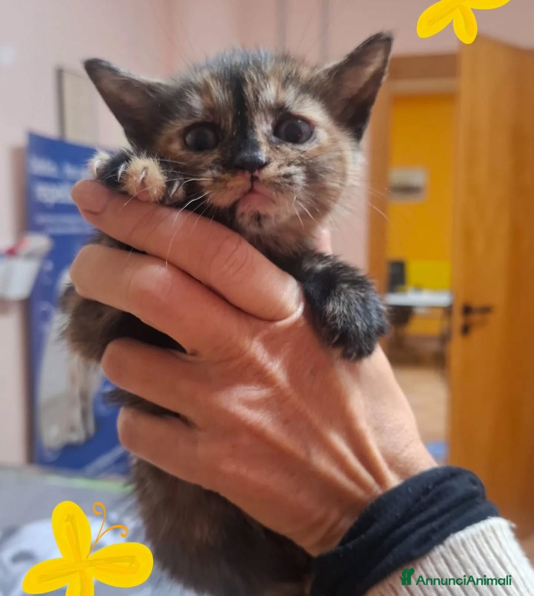 Altre razze gatti in regalo: LILLY dolce gattina trovata per strada cerca casa! - Annuncio 4