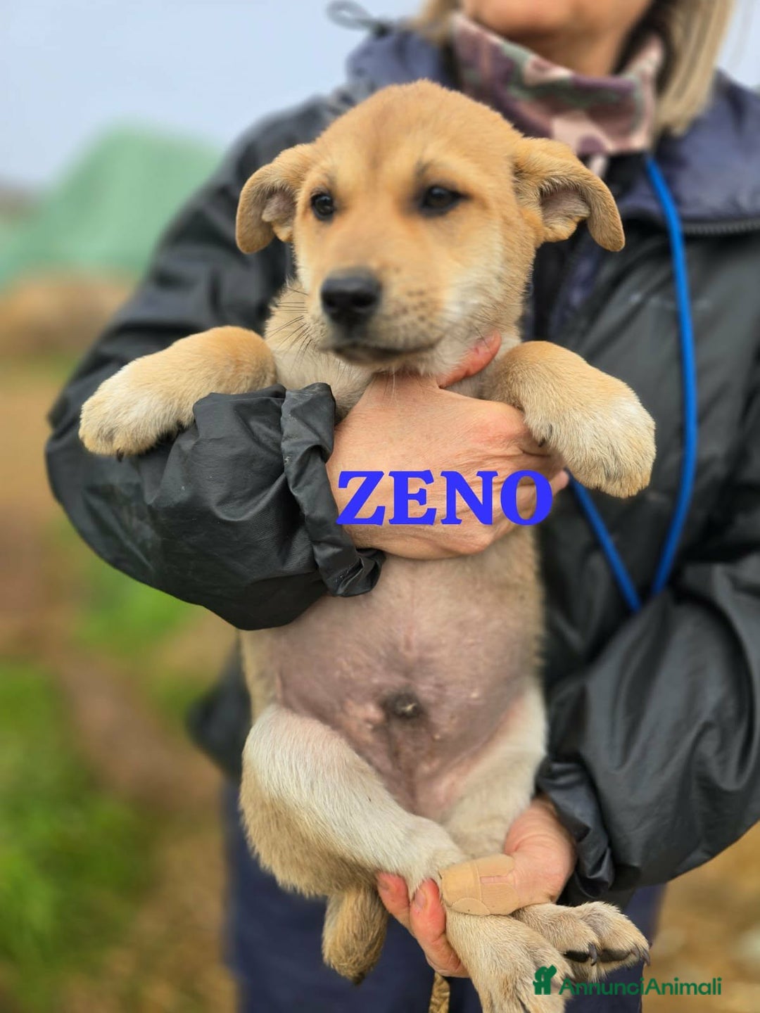 Meticcio cani in regalo: Zeno gioioso cucciolo aspetta la sua famiglia - Annuncio 1