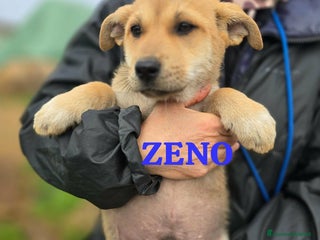 Meticcio cani Zeno gioioso cucciolo aspetta la sua famiglia - Annuncio 6