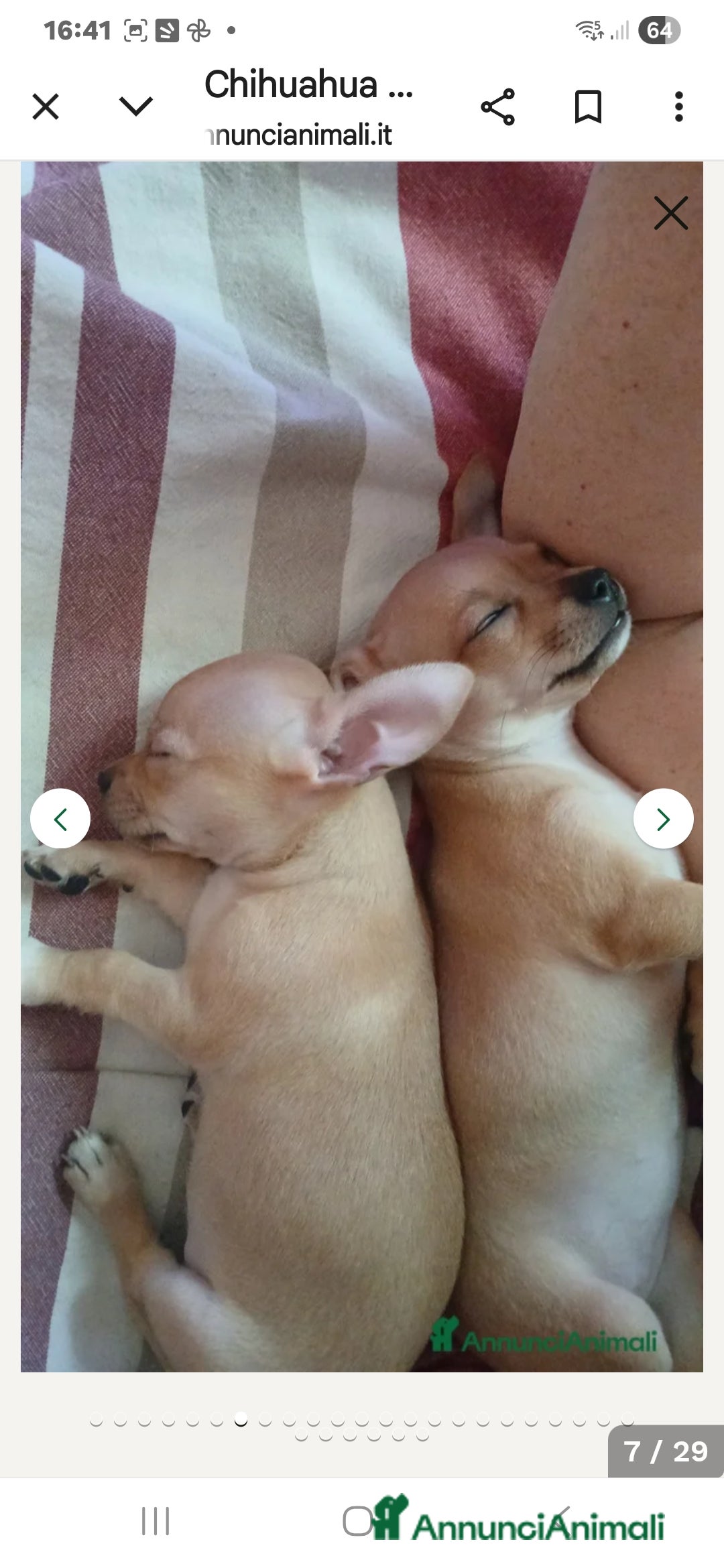 Chihuahua cani in vendita: Cuccioli chihuahua - Annuncio 28