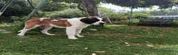 San Bernardo cani in vendita: San Bernardo  - Annuncio 1