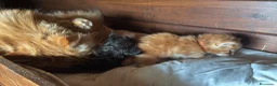 Maine Coon gatti in vendita: Cuccioli maine coon (Lestat X Hvitt Lys) - Annuncio 3