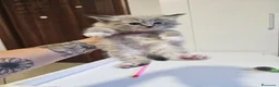 Siberiano gatti in vendita: Gattini siberiani ipoallergenici  - Annuncio 9