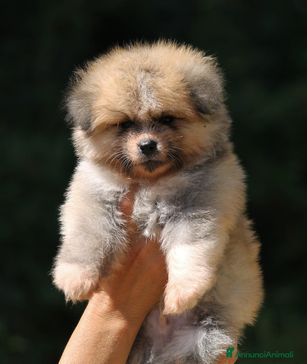 Akita Inu cani in vendita: Disponibili cuccioli Maschio Akita Pelo lungo a Provincia di Rieti - Immagine 2