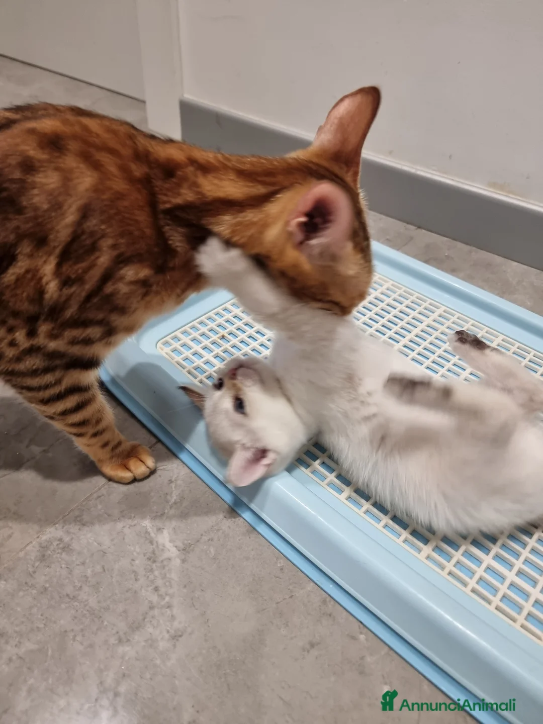 Scottish gatti in vendita: Gattini disponibili  - Annuncio 7