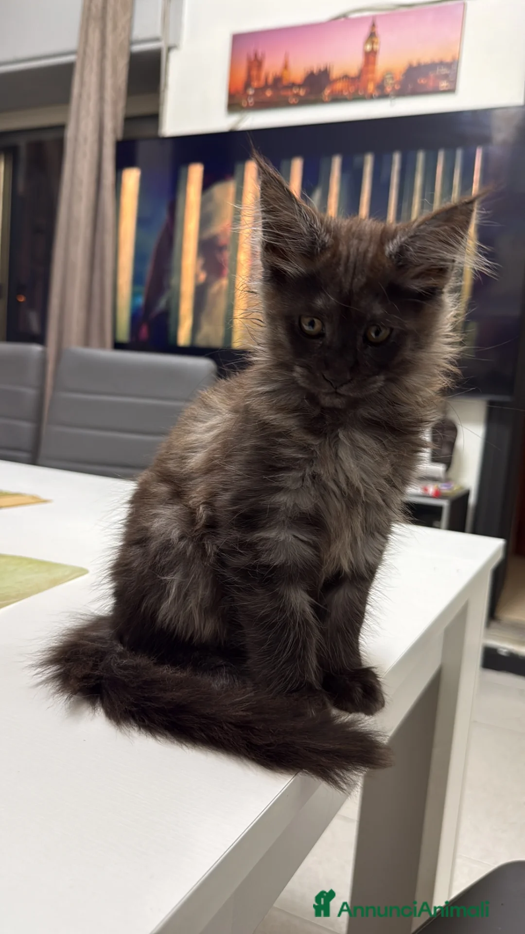 Maine Coon gatti in vendita: Maine Coon xxl alta genetica  a Provincia di Salerno - Annuncio 2