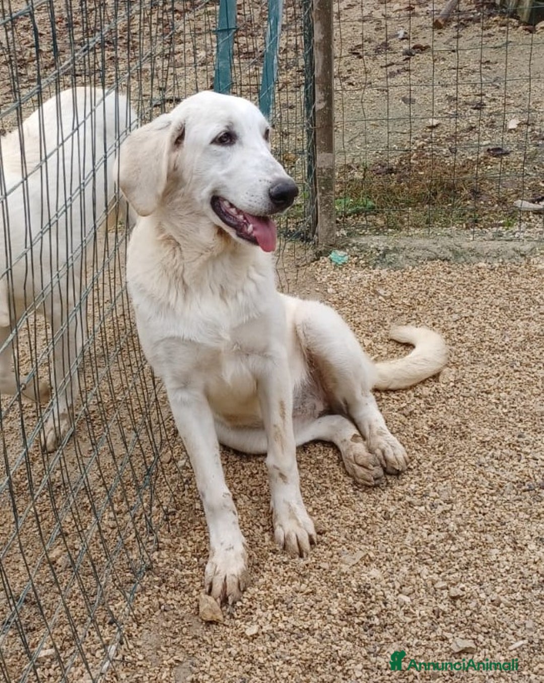 Meticcio cani in regalo: LA BELLISSIMA ZULEIA a Città metropolitana di Milano - Annuncio 2