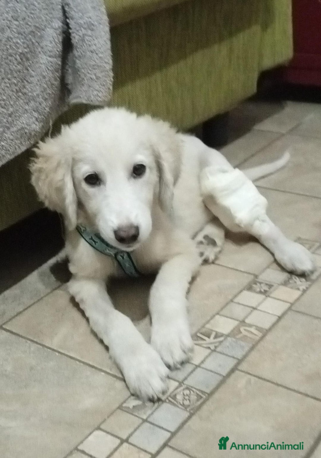 Meticcio cani in regalo:   TOBY - Annuncio 4