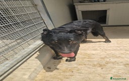 Meticcio cani in regalo: Carlo: 1 anno e mezzo, socievole, timido, dolce a Città Metropolitana di Genova - Immagine 30