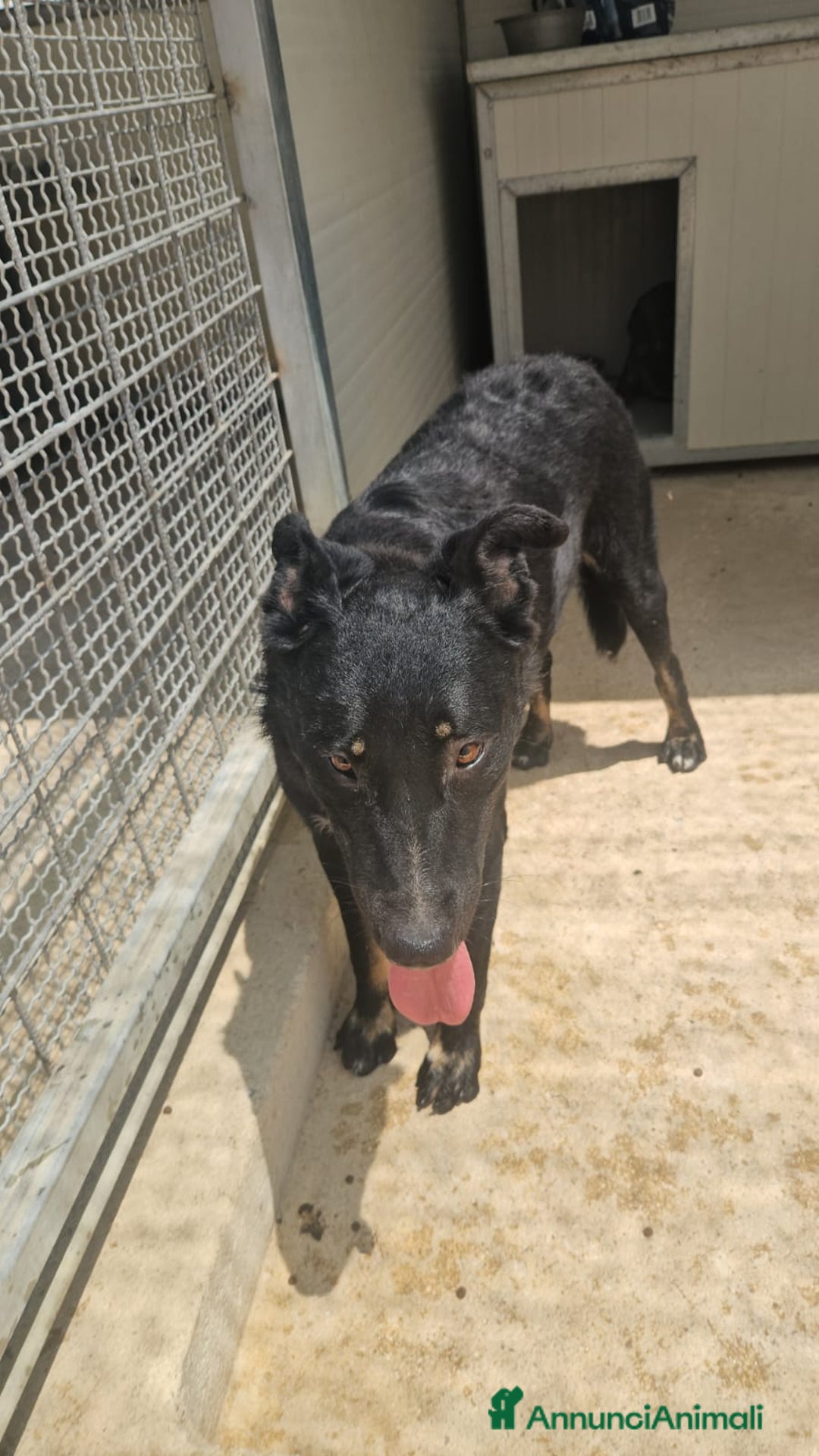 Meticcio cani in regalo: Carlo: 1 anno e mezzo, socievole, timido, dolce a Città Metropolitana di Genova - Immagine 30