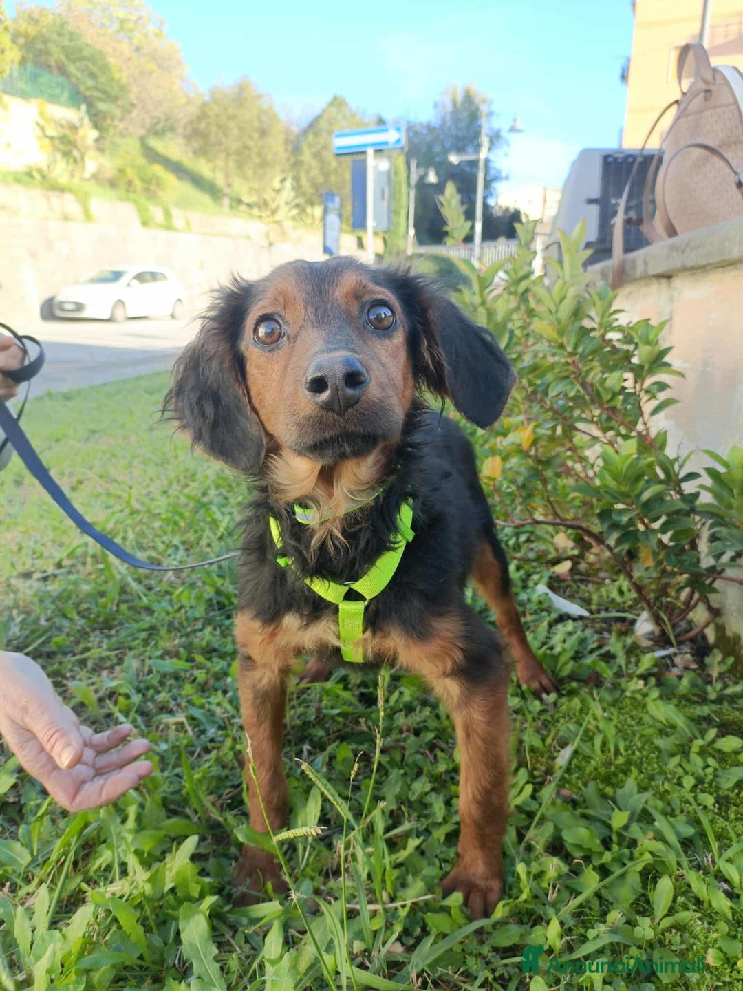 Meticcio cani in regalo: ALBANO, timido cucciolino TAGLIA PICCOLA! - Annuncio 1